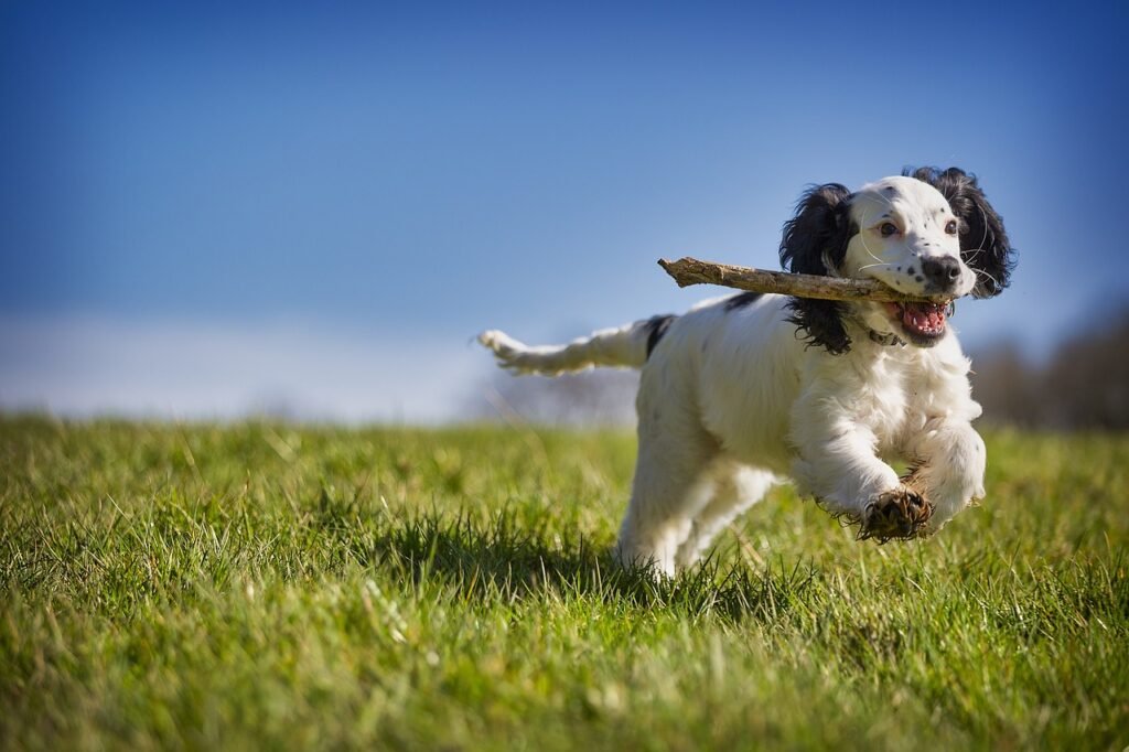 Engaging Activities and Games for Keeping Your Dog Mentally and Physically Stimulated